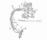 Neuron Nervous Labeled Worksheeto sketch template