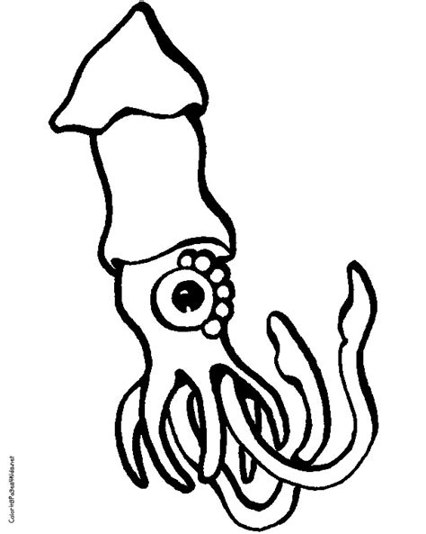 squid coloring pages  print coloring pages