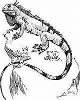 Iguana Lizard sketch template