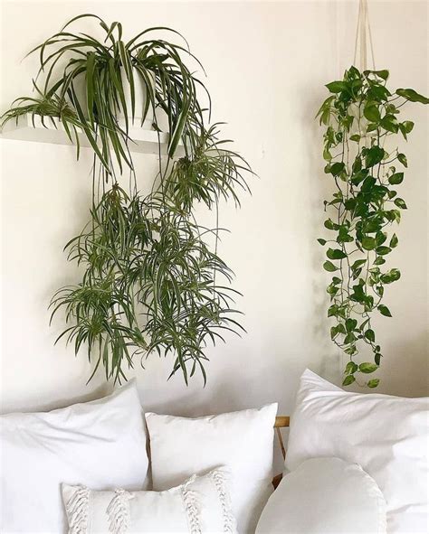 creative hanging plants ideas  indoor hanging plants hanging plants indoor plants