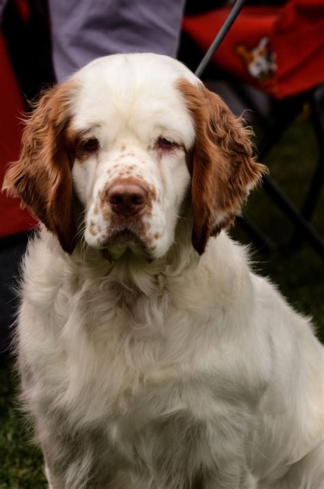 mecha wiring famous clumber spaniel puppy pictures