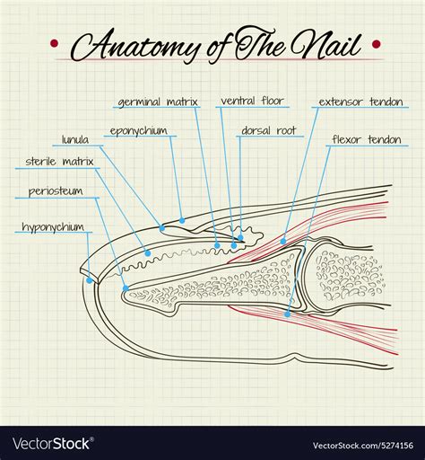 diagram  nail anatomy nail ftempo