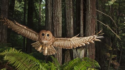 save threatened owl  species  shot npr