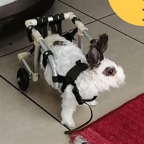 Nena Conejos Discapacitados
