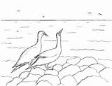 Gannets Robin Mated Pair sketch template