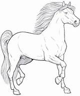Cavallo Cavalli Disegni Colorare Horse Cavalo Animais Dei Coloringpagesforadult Cavalos Colora Disegnare Bambini Animali Erwachsene Schizzi Teenagers sketch template