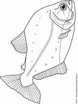 Piranha Coloring Pages Kids Colouring Fish Life Adult South Ocean sketch template