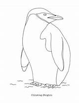 Chinstrap Penguin Coloring sketch template