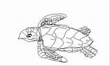 Coloring Turtle Hawksbill Sea Student Animals Projects Pages Image002 Gif Index sketch template