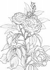 Coloring Rose Pages Printable Bush Roses Flower Adult Flowers Drawing Para Color Colouring Supercoloring Print Sheets Rosa Colorear Vine Flores sketch template