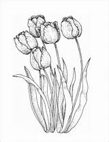 Bunga Sketsa Lili Matahari Mawar Stilasi Daun Mudah Melati Tari Kumpulan Hias Sakura Tumbuhan Lewatkan Dicari Jangan Sederhana Tanaman Warna sketch template