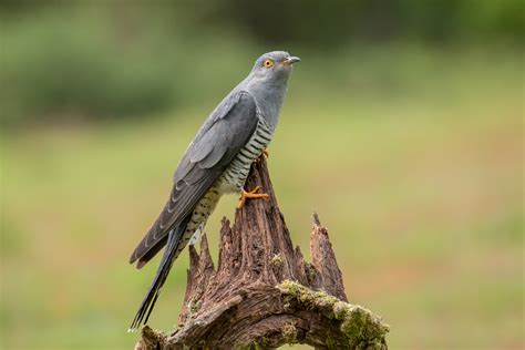 common cuckoo audubon field guide