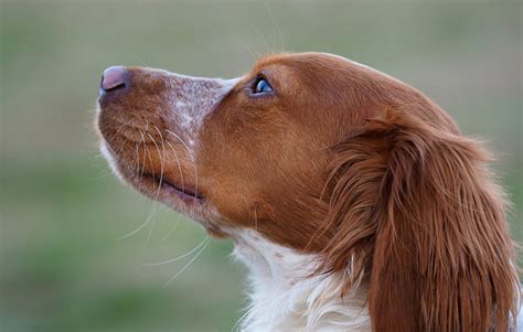 brittany spaniel dog breeds facts advice pictures mypetzilla uk