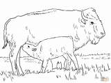 Bison Ausmalbilder Colorare Bufalo Disegni Kalb Colouring Supercoloring Animali Zeichnen sketch template