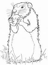 Groundhog Marmota Marmotte Marmotta Scoiattolo Woodchuck Mangia Prateria Comiendo Manzana Canadiense Tana Realistic Marmotas Americane Bestcoloringpagesforkids Disegnare sketch template