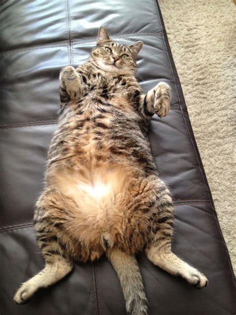 Cat Loses 29 4 Of Bodyweight On The Cruise Control Diet