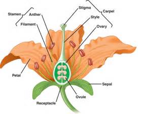 Diagram Of Flower Reproductive System Clipart Best