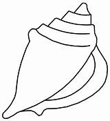 Coquillage Imprimer Coloriage Seashell Coloriages Coquillages Shell Turbulus Coloringtop Recherche Getcolorings sketch template