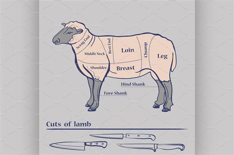 vector lamb cuts diagram illustrations creative market