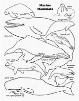 Mammals Mammal Ocean Binturong sketch template
