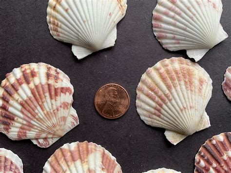 mm natural seashells mixed color beach seashells lot  sea shells nautical decoration