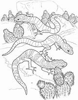 Lizard Reptiles Ausmalbilder Gecko Kaktus Banded Geco Desierto Supercoloring sketch template