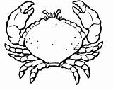 Crab Coloring Pages Printable Hermit Line Drawing Kids Print Results Popular Clipart Clipartmag sketch template