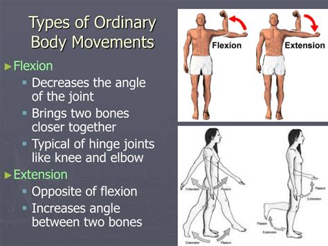 muscles  body movements powerpoint    id