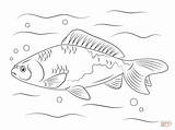 Ikan Mewarnai Pez Dorado Poisson Coloring4free Crucian Freshwater Pesce Koki Koi Sketsa Goldfish Colorier Disegnare sketch template