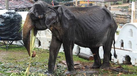 Shedding Tears Of Emaciated 70 Year Old Elephant Forced To Wear Costume
