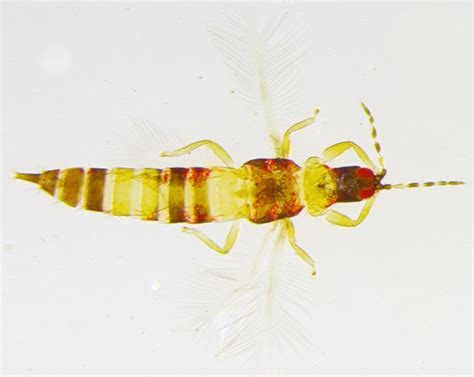 Sciency Thoughts Four New Species Of Thrips From China Taiwan