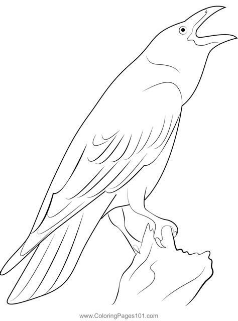 raven bird coloring page  kids  crows printable coloring pages