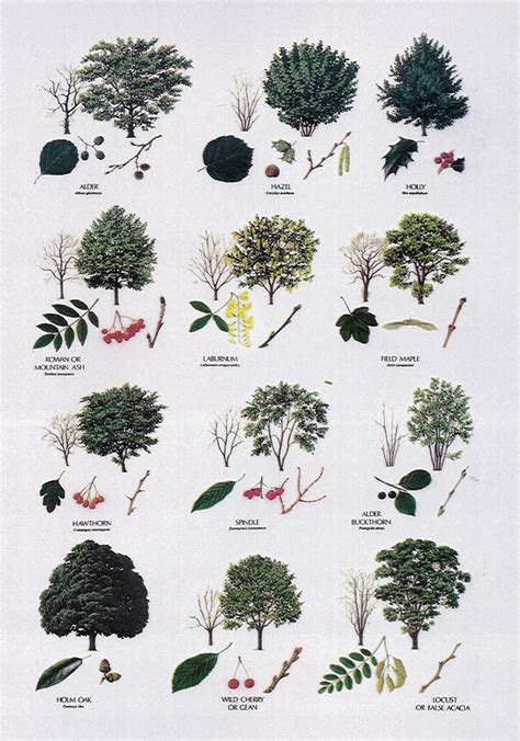 tree identification chart bing images