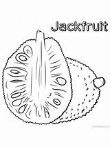 Jackfruit Coloring Fruit Color Pages Choose Board Durian sketch template