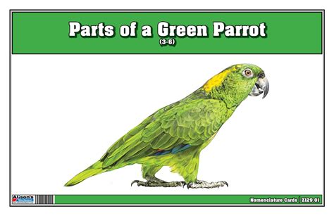 montessori materials parts   green parrot printed