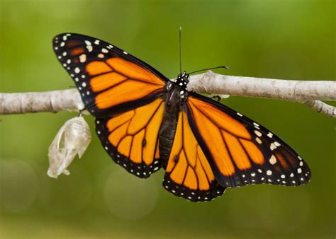 become a citizen scientist and help save monarch butterflies huffpost