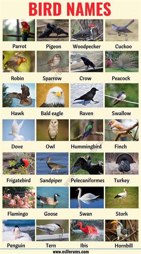 bird names  types  birds  english   picture esl forums
