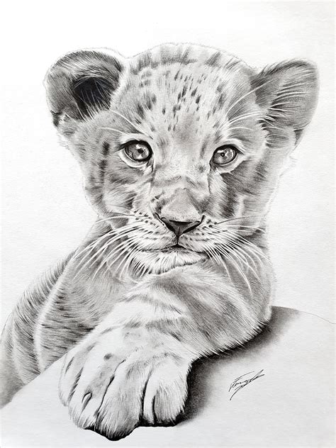lion cub charcoal pencil drawing etsy