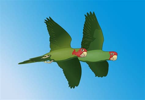 parrot pals  flight greeting card  bonnie  follett parrot bonnie greeting cards