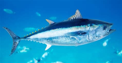 bluefin tuna incredible facts pictures   animals