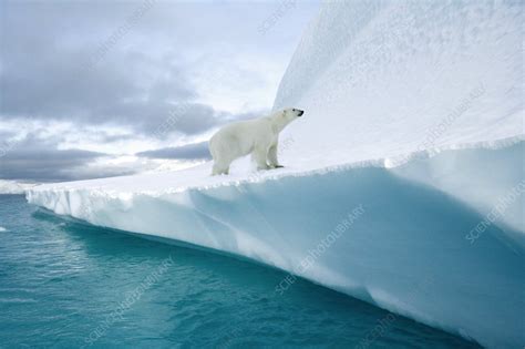 polar bear stock image  science photo library
