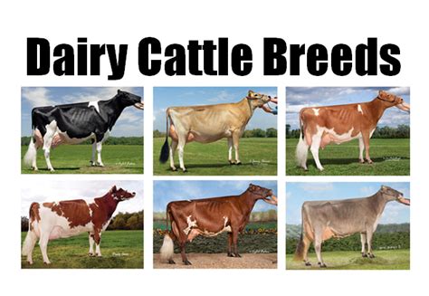 breeds  dairy cattle dairy moos