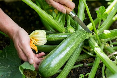 easy  grow vegetables  beginners bbc gardeners world magazine