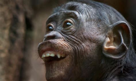 monkey  monkey   remarkably human faces pulled   primate