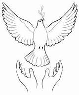 Peace Dove Messenger Releasing Stock Drawing Doves Vector Illustration Illustrations Drawings Istockphoto Now Clip Visit Choose Board sketch template