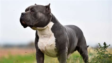 american xl bully dogs   banned   uk  string