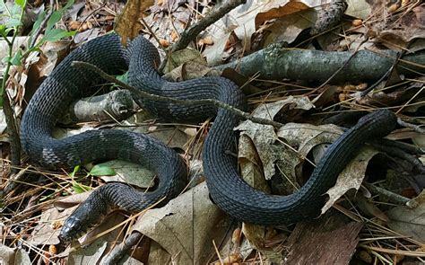 northern water snake nongame  hampshire fish  game department
