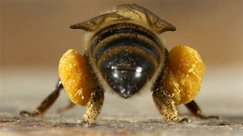 bees   legs   animalia lifeclub