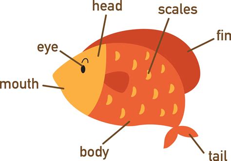 illustration  fish vocabulary part  bodyvector  vector art  vecteezy
