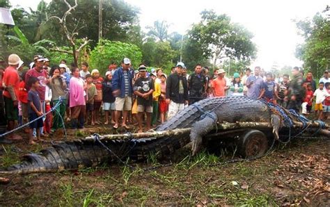 biggest crocodile ever caught